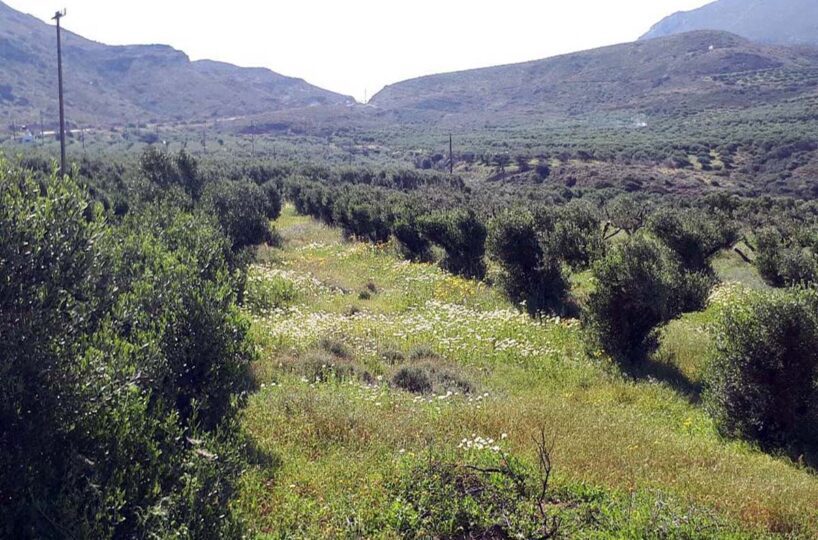 Whole – Valley-Green