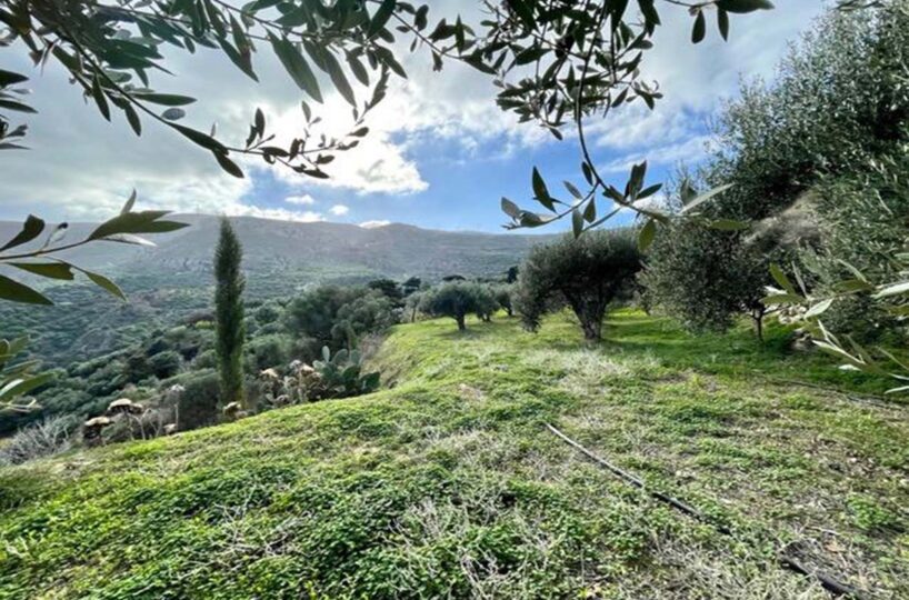 Country-Style-Fertile-Green