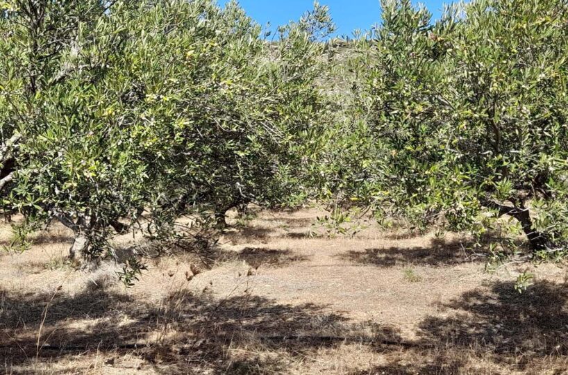 Urgent-Sell-Analoukas-Olive