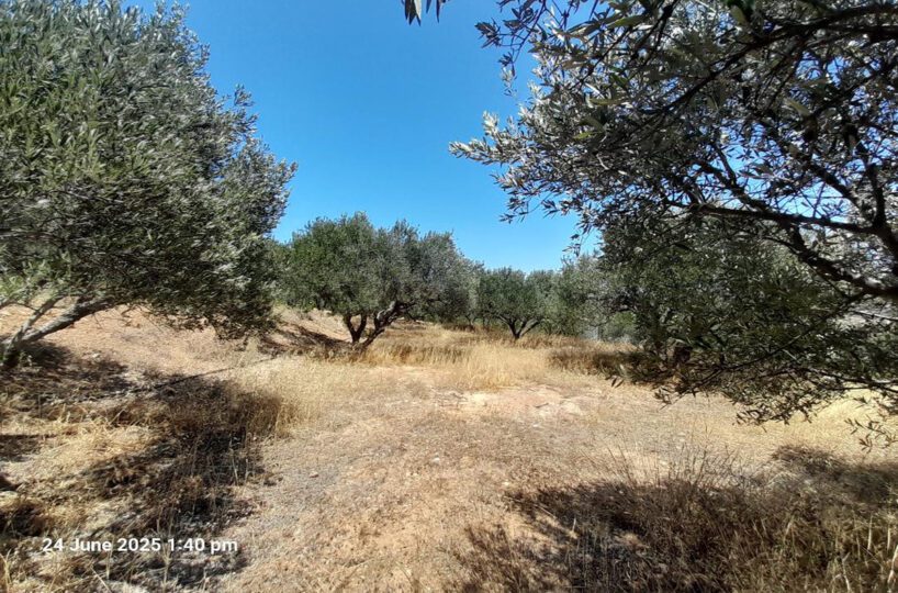 First-Floor-Country-Side-Olive