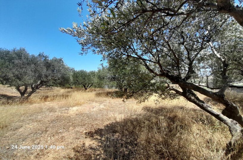 First-Floor-Country-Side-Trees