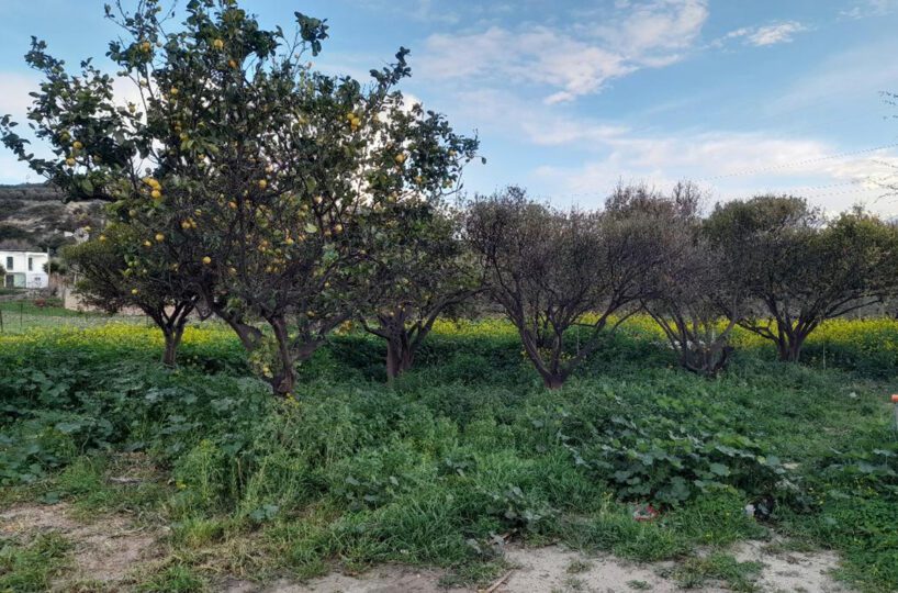 Villa-Petras-Sitia-Country