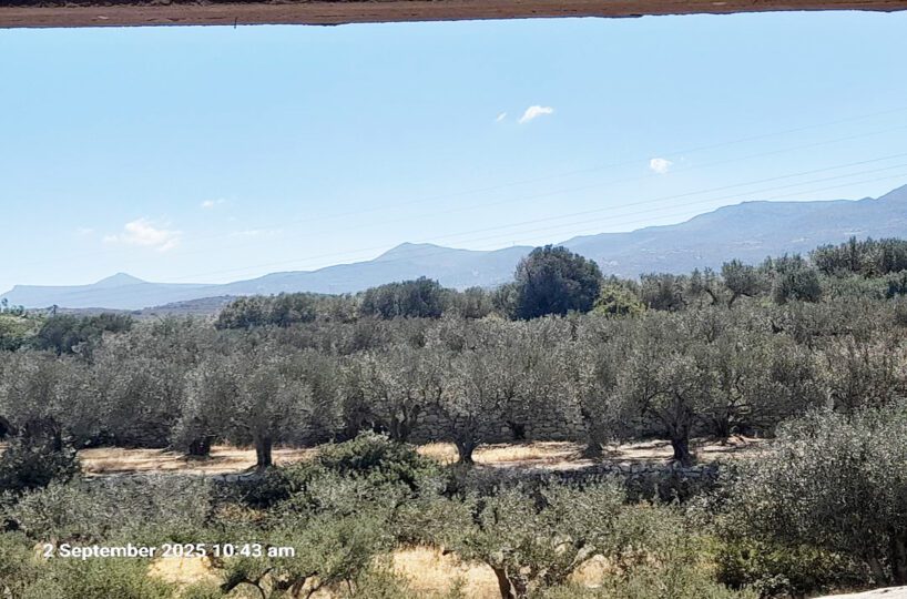 Villa-Sitia-Crete-Olive