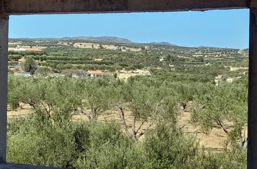 Villa-Sitia-Crete-Olive-Grove