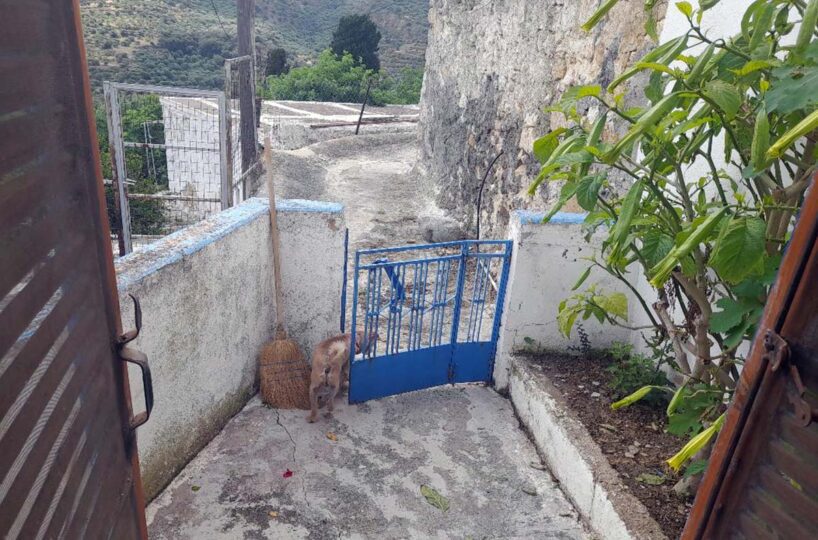 Sklavi-One-Bedroom-Backyard