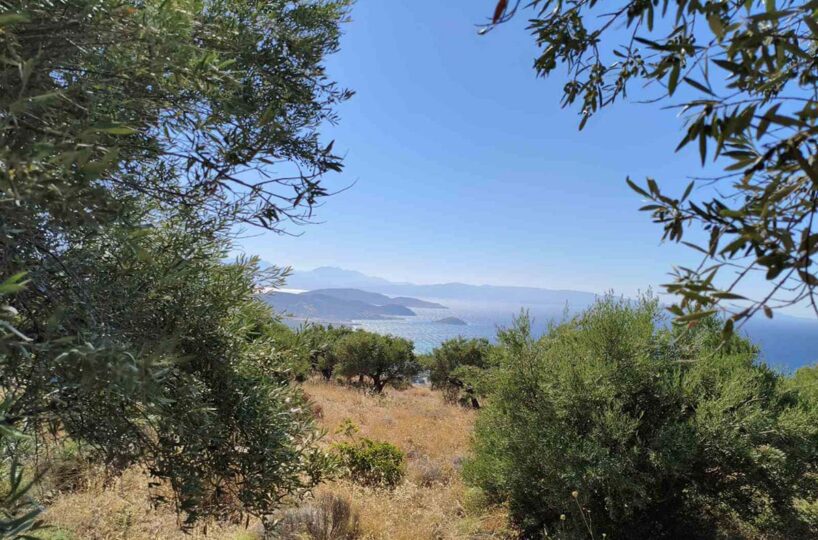 Mirsini-Mohlos-Plot-Trees