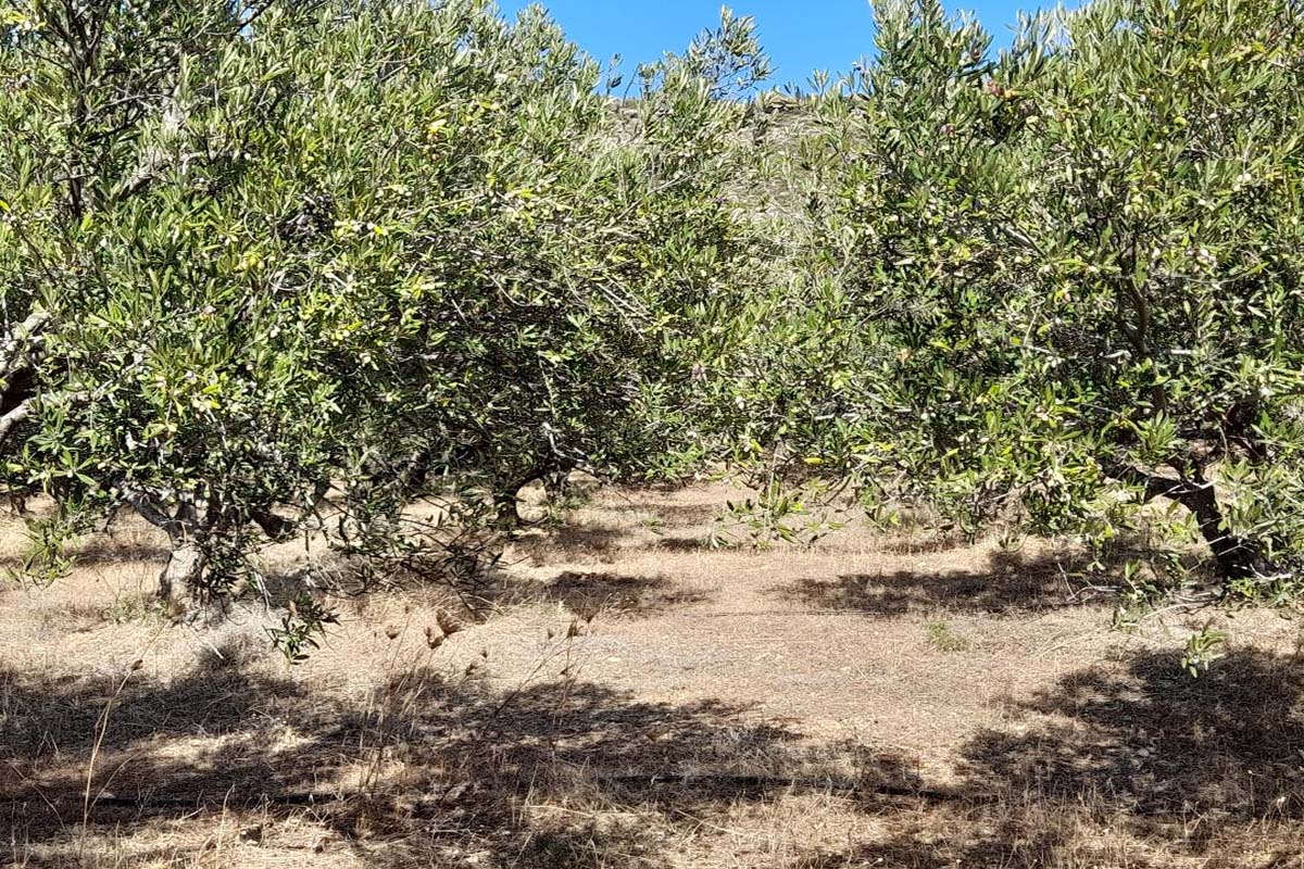 Olive-Grove-2