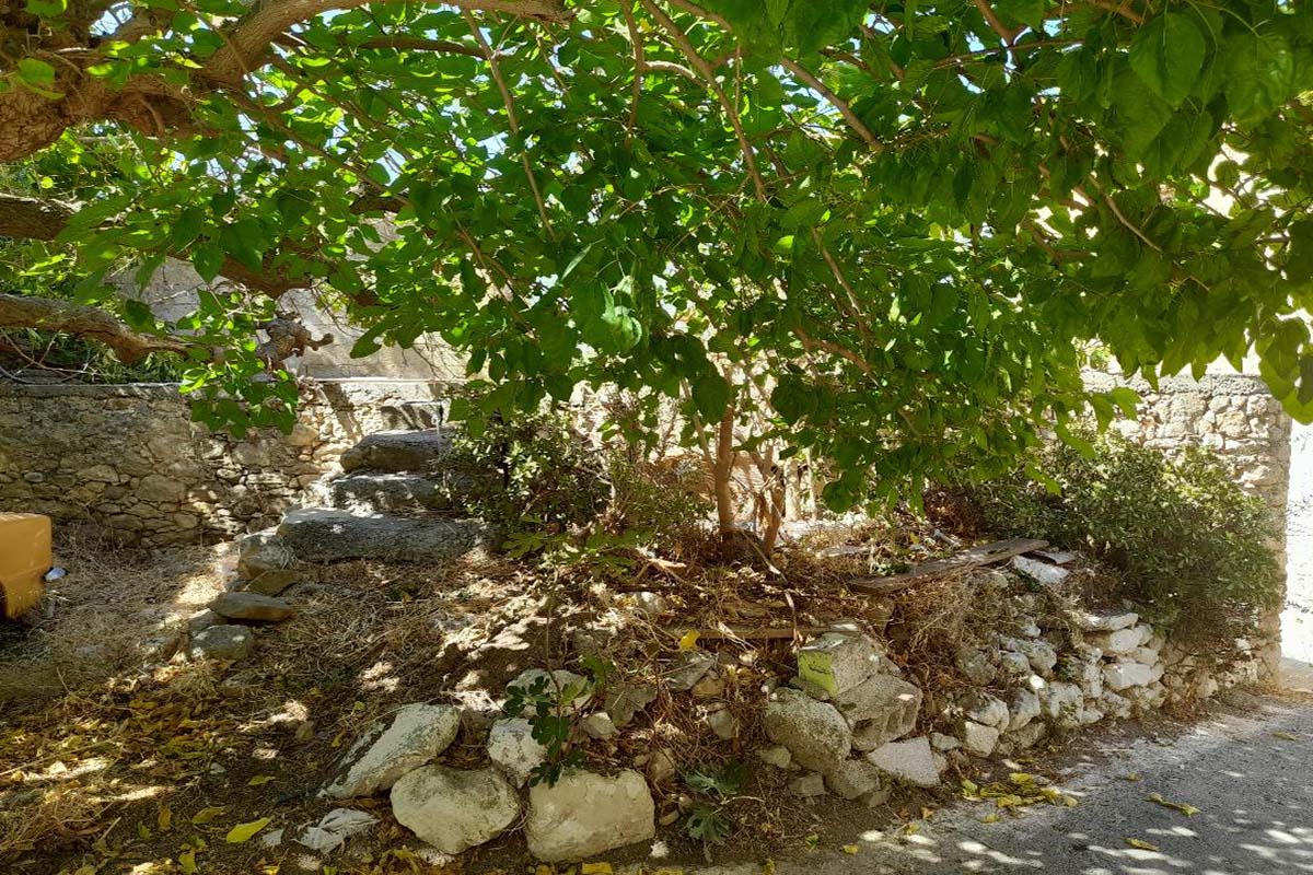 Three-Properties-Stone-Tree
