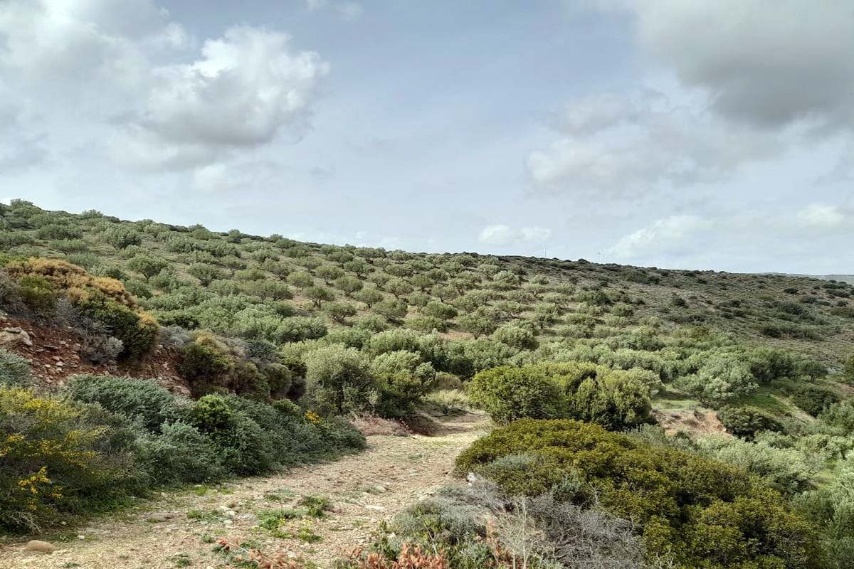 Ελαιώνας-Παλαίκαστρο-Λόφος